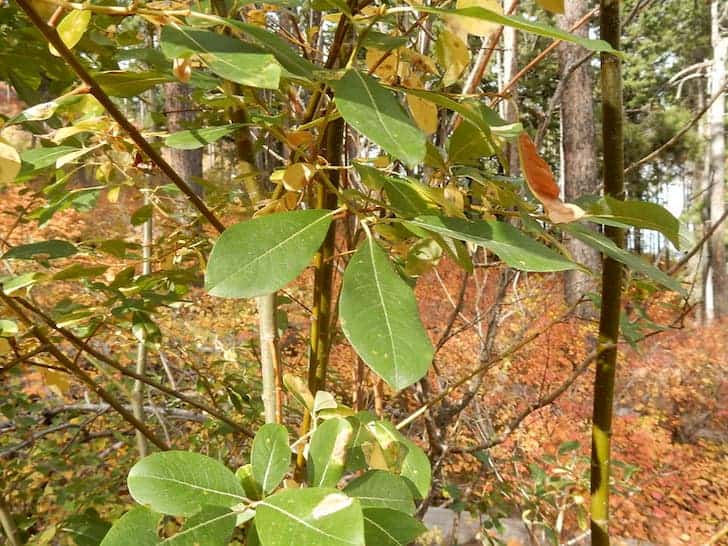 Scouler-willow-Salix-scouleriana