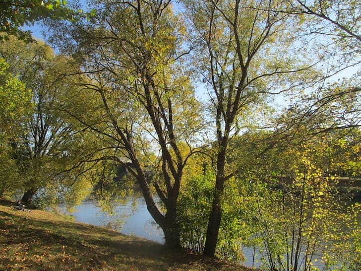 White-Willow-salix-alba