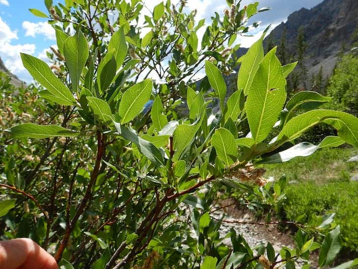 Yellow-Willow-Salix-lutea