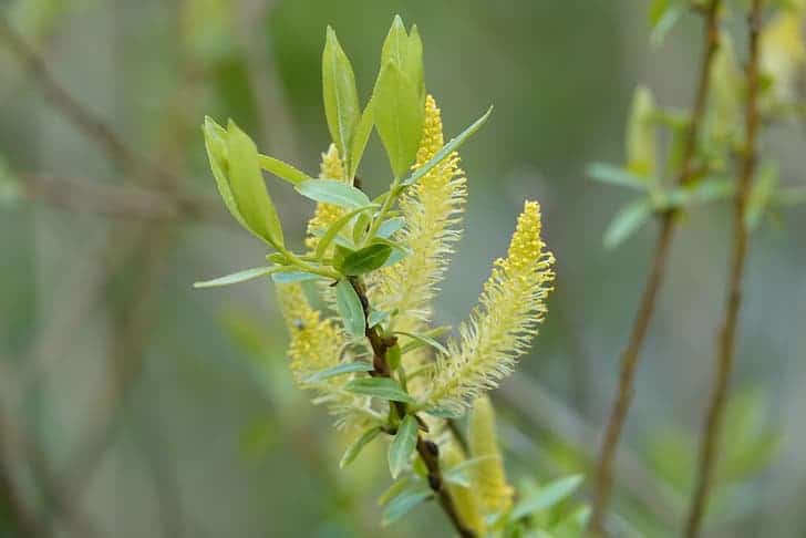 almond-willow-Salix-triandra
