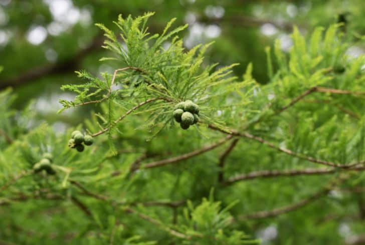 bald-cypress