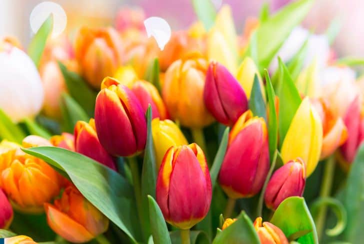 colorful-tulips