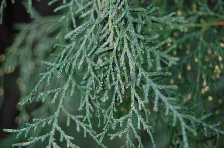 cupressus-funebris-leaf