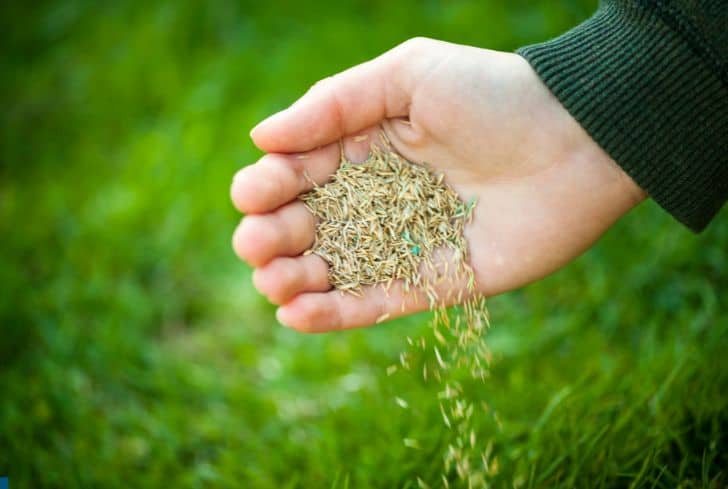 hand-planting-grass-seeds