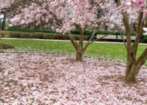 When do Magnolias Bloom? (And How Long do Blooms Last)