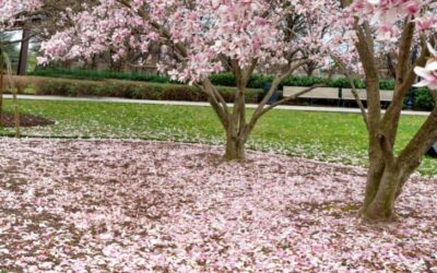 When do Magnolias Bloom? (And How Long do Blooms Last)
