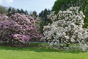 magnolia-trees-white-pink-petals