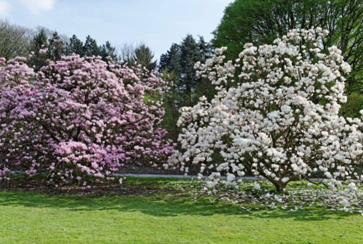 magnolia-trees-white-pink-petals