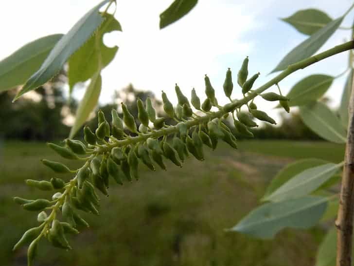 peach-willow-Salix-amygdaloides