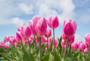 pink-tulips-in-field