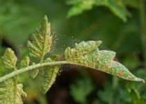Early Signs of Spider Mites (And Where Do They Come From)