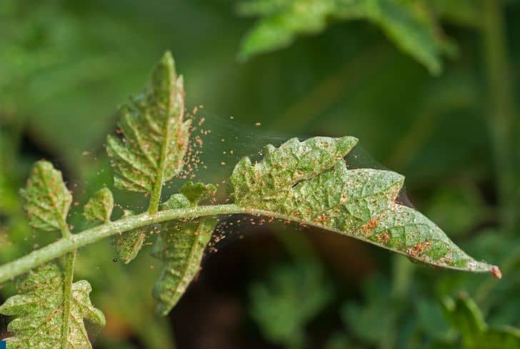 scouting-for-spider-mites