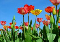 Do Tulips Come Back Every Year? (And Best Climate for Tulips)