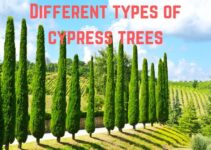 13 Different Types of Cypress Trees You Must Know
