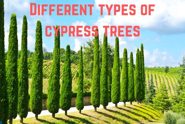types-of-cypress-trees