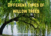 13 Common Types of Willow Trees You Must Know
