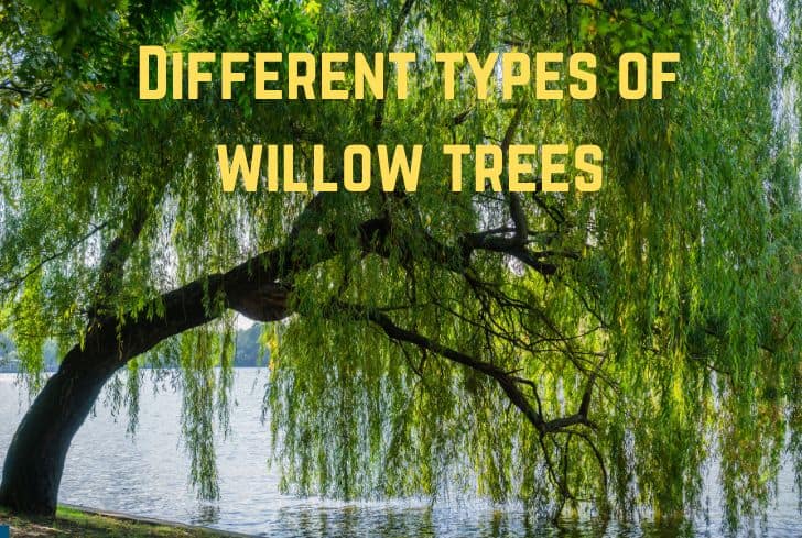 types-of-willow-trees