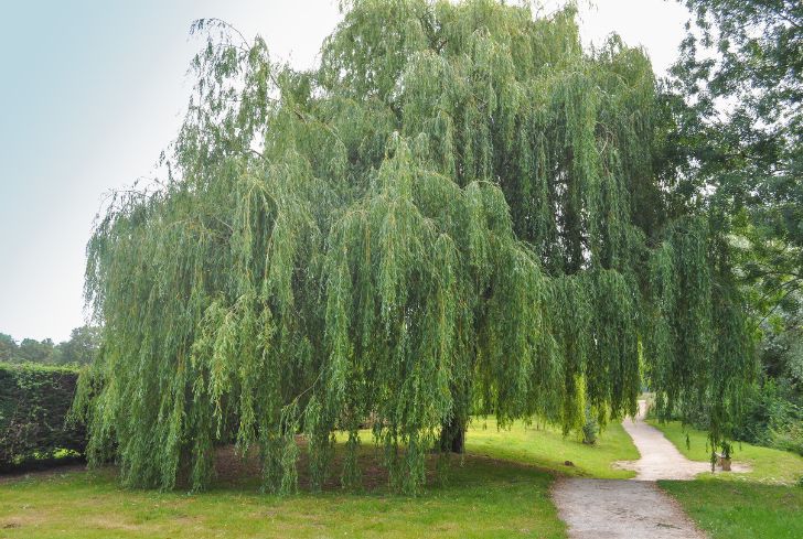 weeping-willow