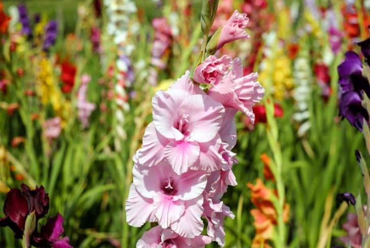 Gladiolus-blooming