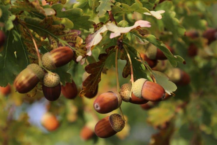 acorns-in-oak-tree