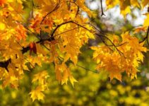 When Do Oak Trees Bloom? (Answered)