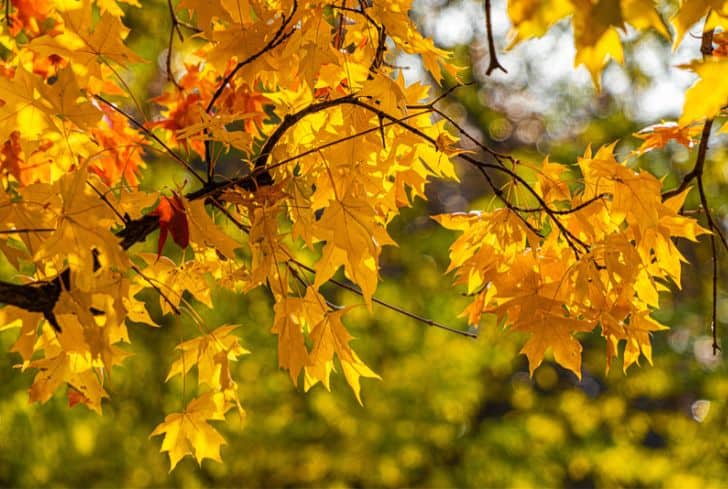 oak tree in fall leaves