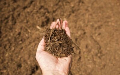 Can You Put Soil on Top of Mulch? (Reasons to do so)