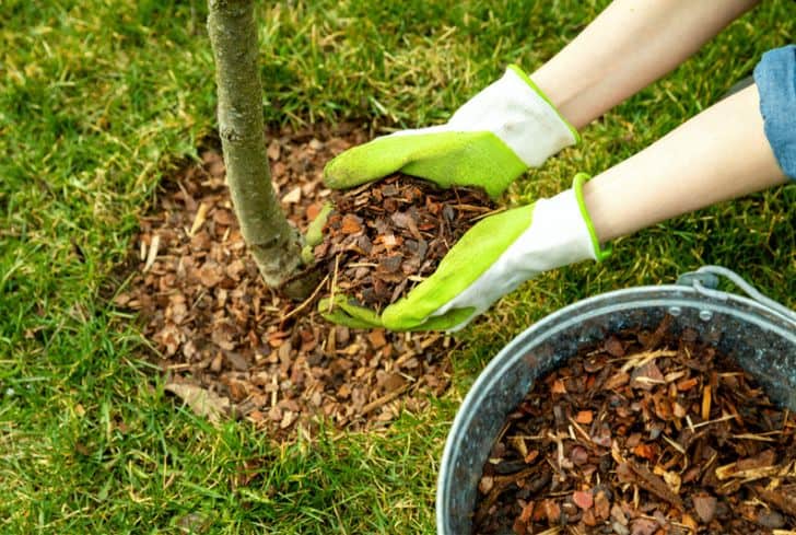 mulching-around-a-tree