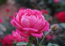 When Do Roses Bloom? (Answered)