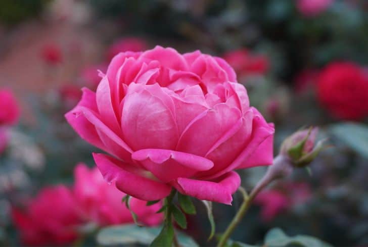 pink-rose-blooming
