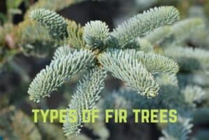 types-of-fir-trees