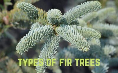 13 Spectacular Types of Fir Trees (With Pics)