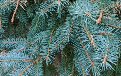 13 Different Types of Spruce Trees (+ Pics)