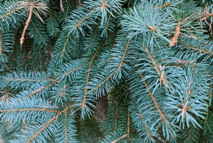 Blue-spruce