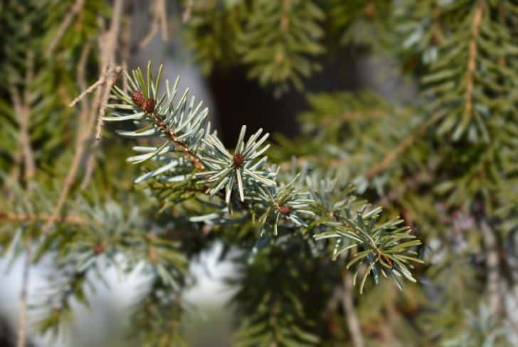 Artificial Pine Branches Christmas Faux Pine Needles - Temu