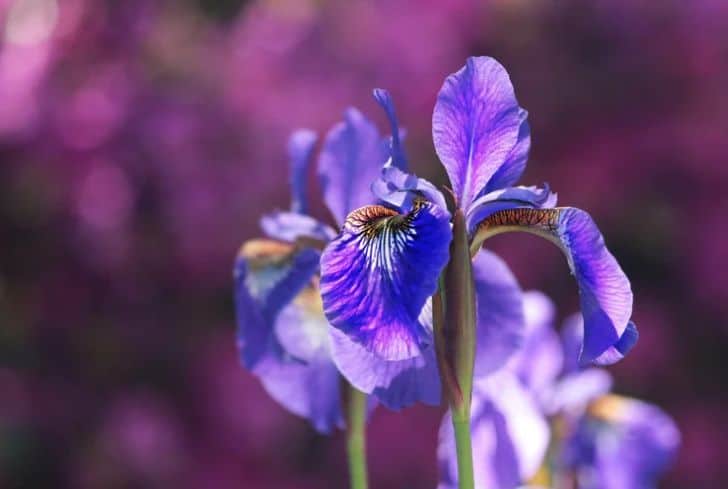 beautiful-iris-plant