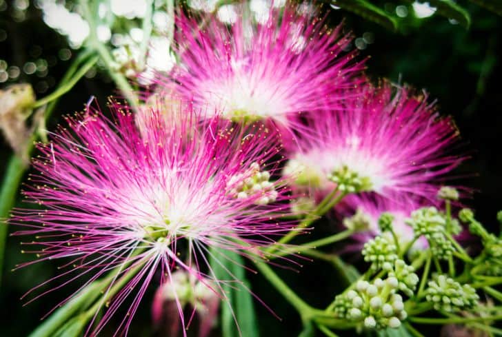 flower-on-mimosa-tree