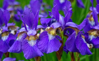 Do Deer Eat Iris? (No. It Won’t)