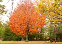 When Do Maple Trees Bloom? (Answered)