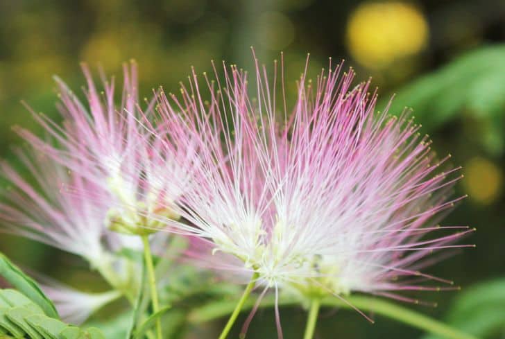 pink-mimosa-flower