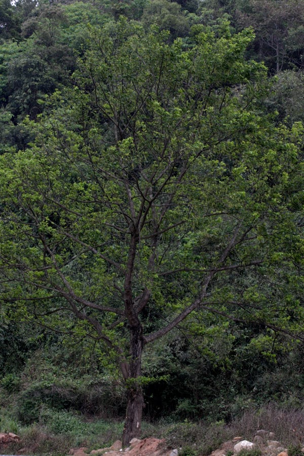 Carya-tonkinensis