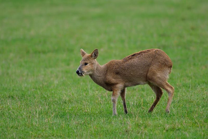 Chinese Water Deer Species