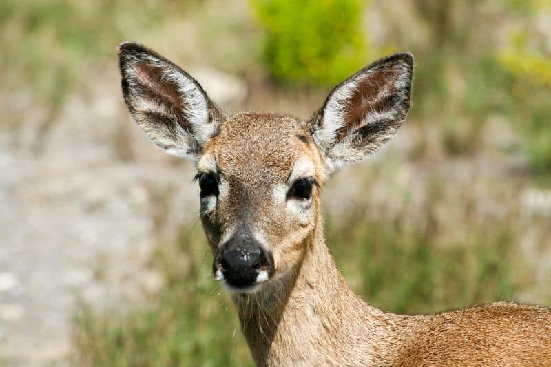 Key Deer Species