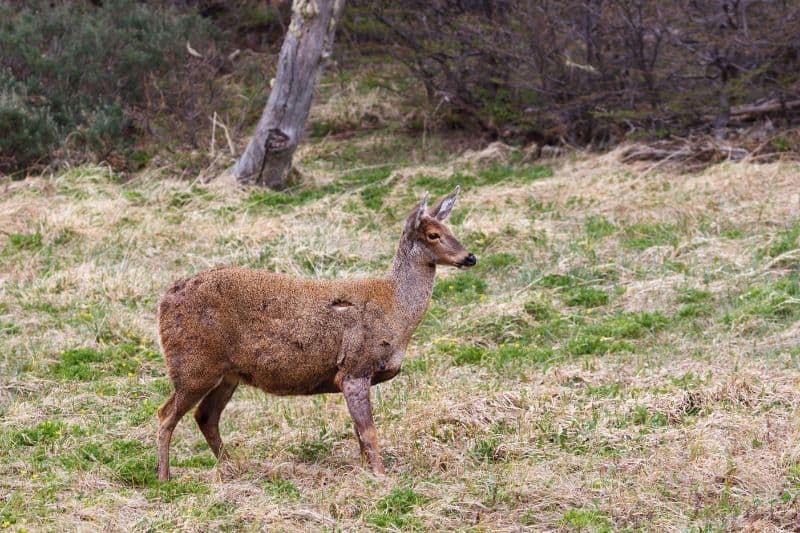 South Andean Deer Species