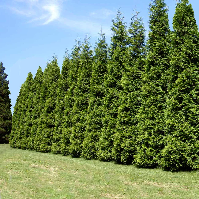 Thuja_Green_Giant_Tree