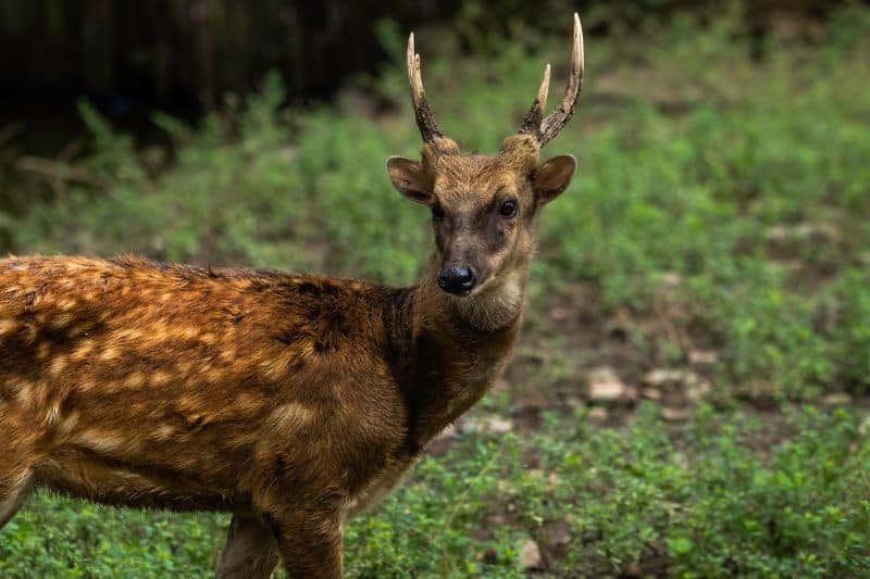 Visayan Spotted Deer Species