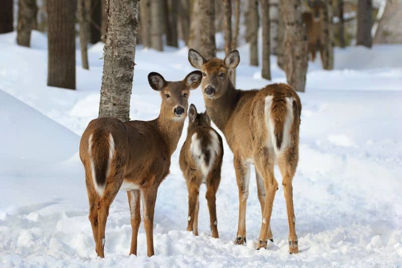 Seven Most Endangered Deer Species
