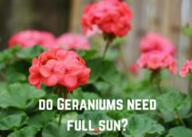 Do Geraniums Need Full Sun? (Answered)