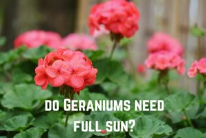 do-geraniums-need-full-sun