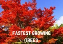 15 Fastest Growing Trees in the World